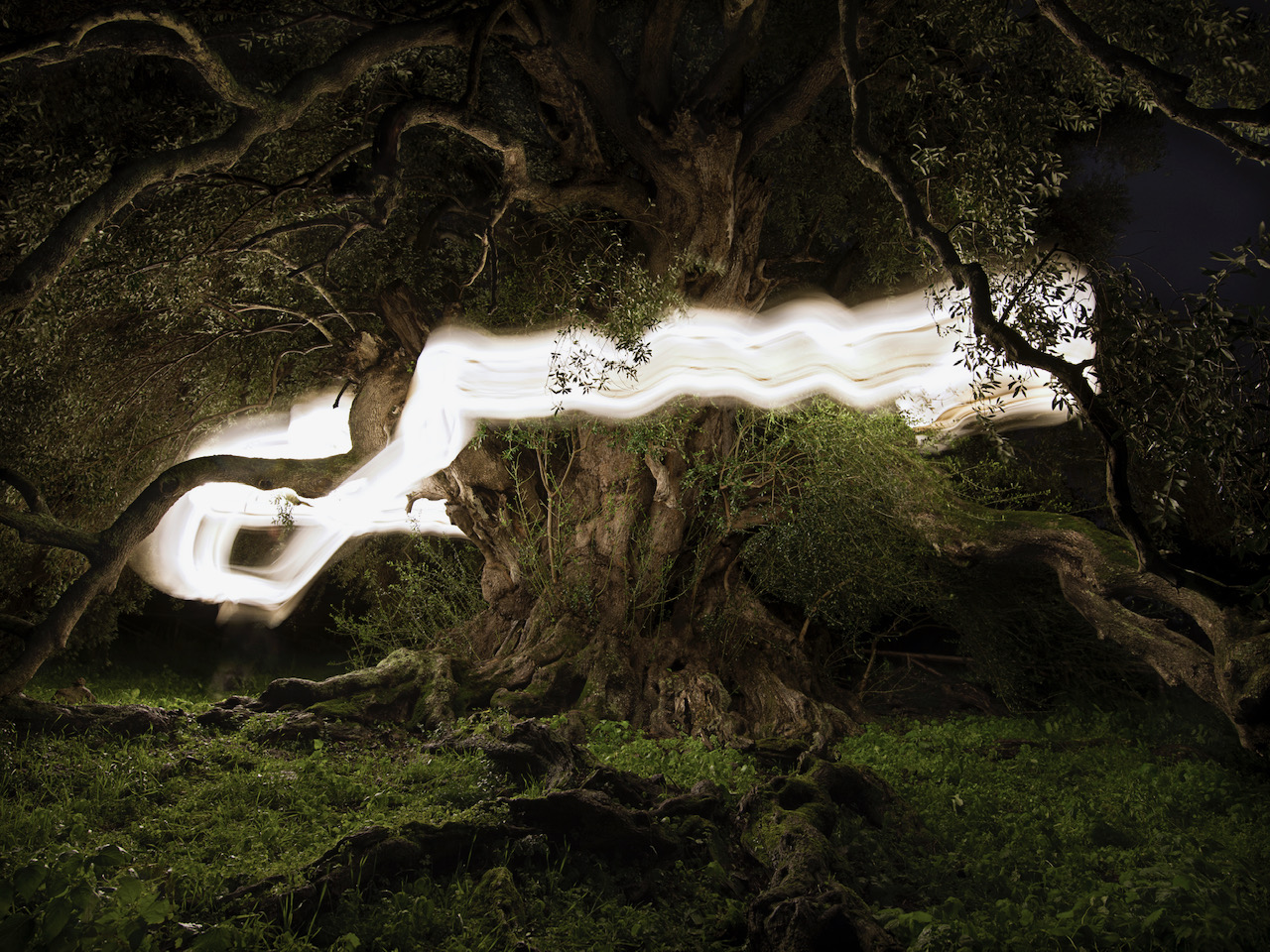 Millenary Wild Olive Tree 2, Sardinia, 2018